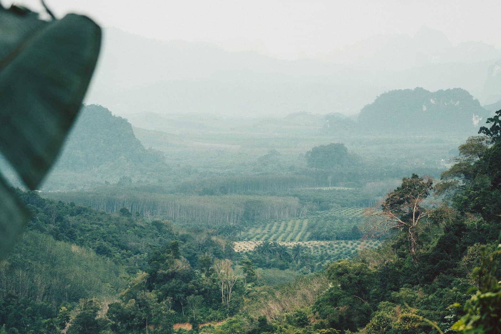 A wide valley of jungle and plantation fading into mist, seen through foreground leaves