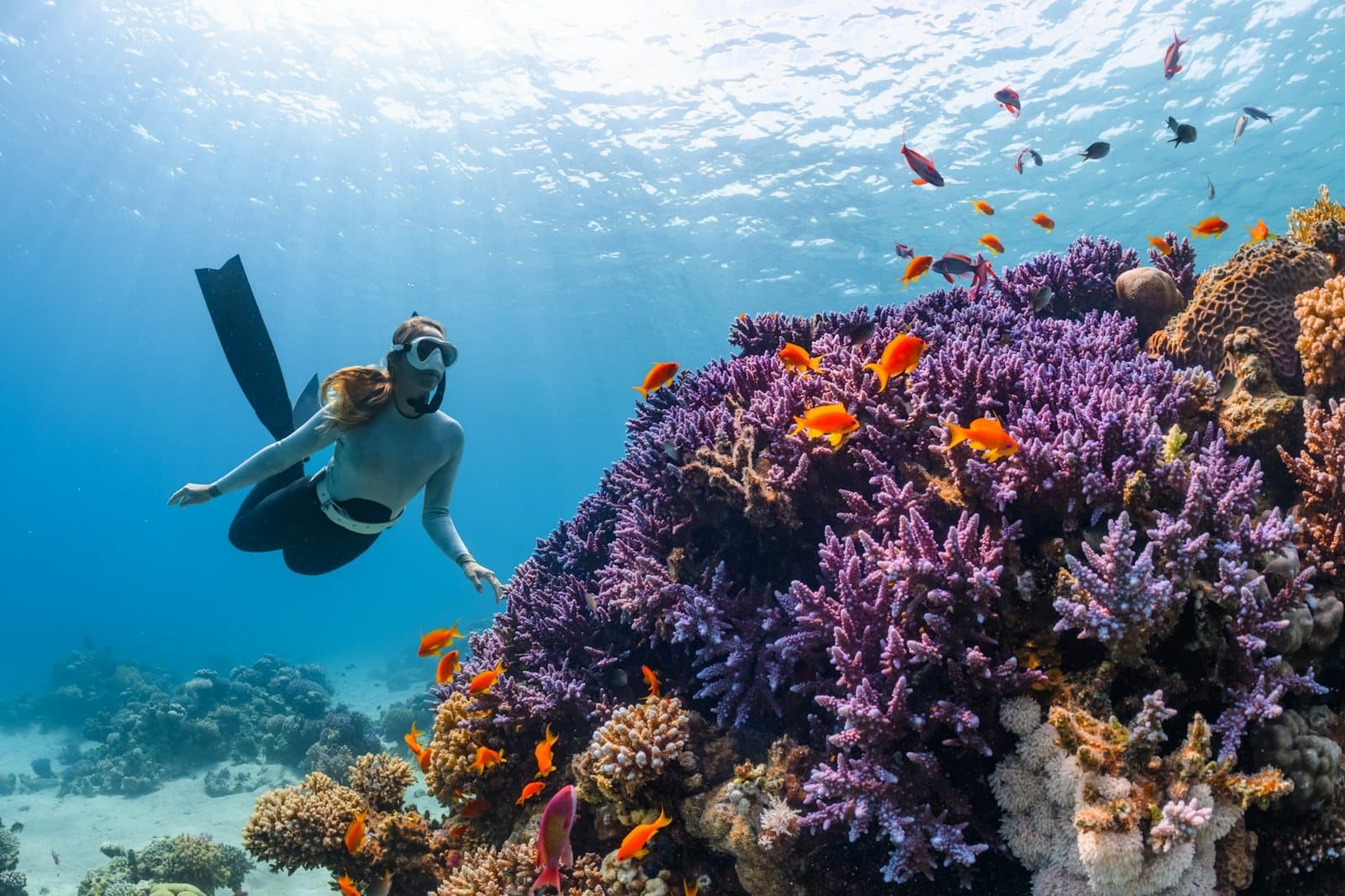 A snorkeller finning over a shallow coral reef crowded with fish