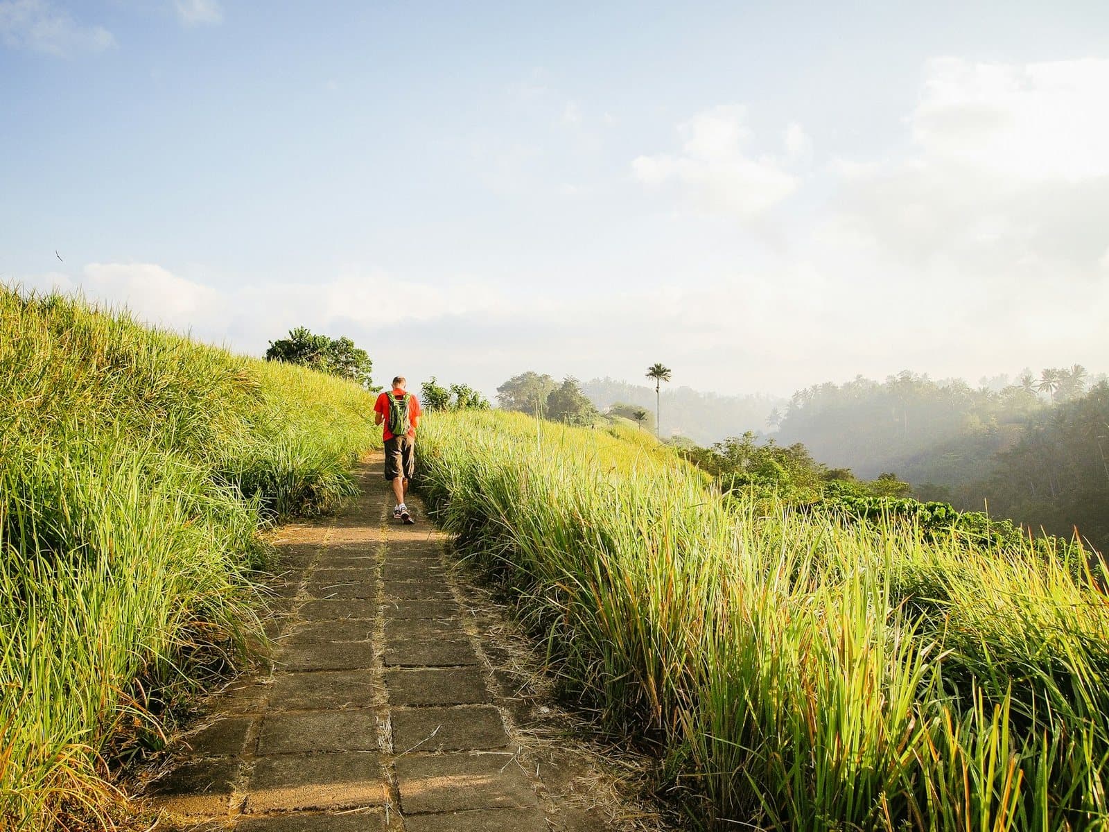 The paved path along the Campuhan ridge running through tall alang-alang grass