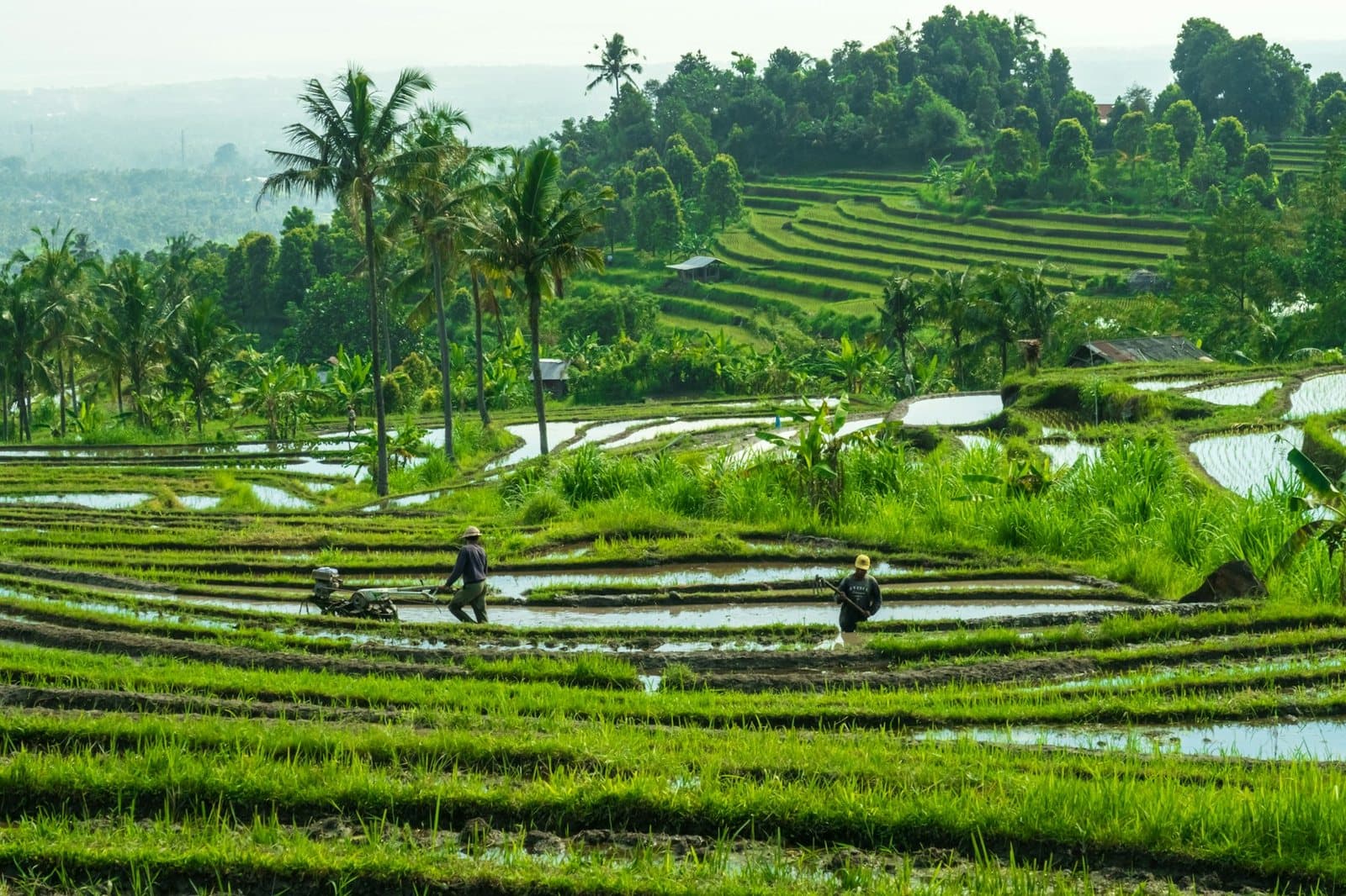 Wide flooded rice terraces with farmers at work among palms, the classic subak landscape