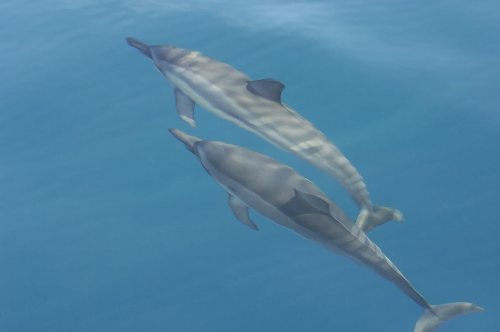 Two spinner dolphins swimming just below the surface in open blue water
