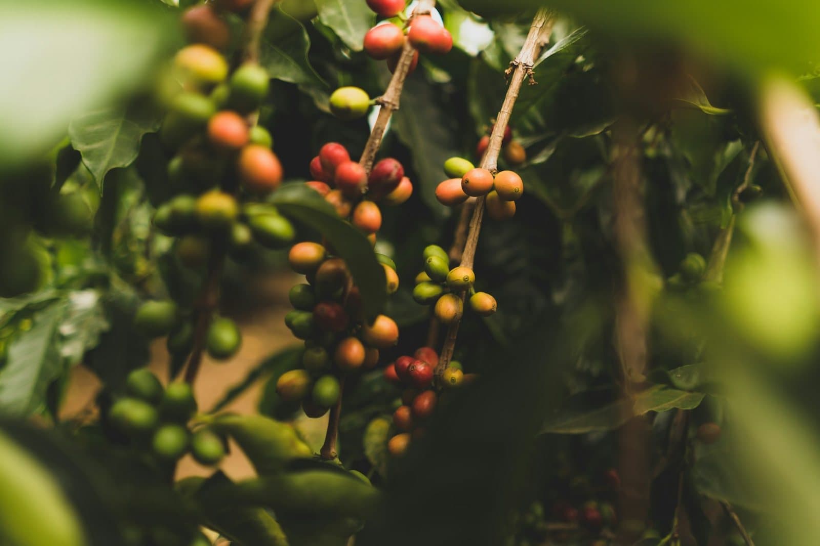 Coffee cherries ripening red and green on the branch