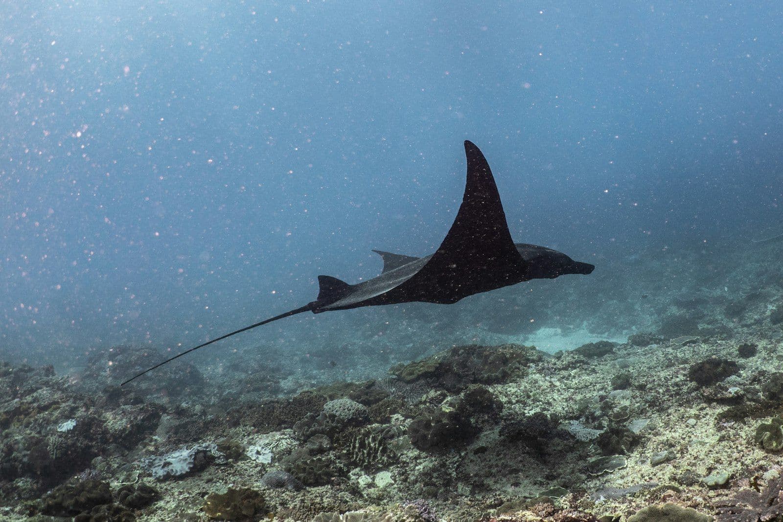 A reef manta gliding over a coral reef, wings spread, photographed underwater