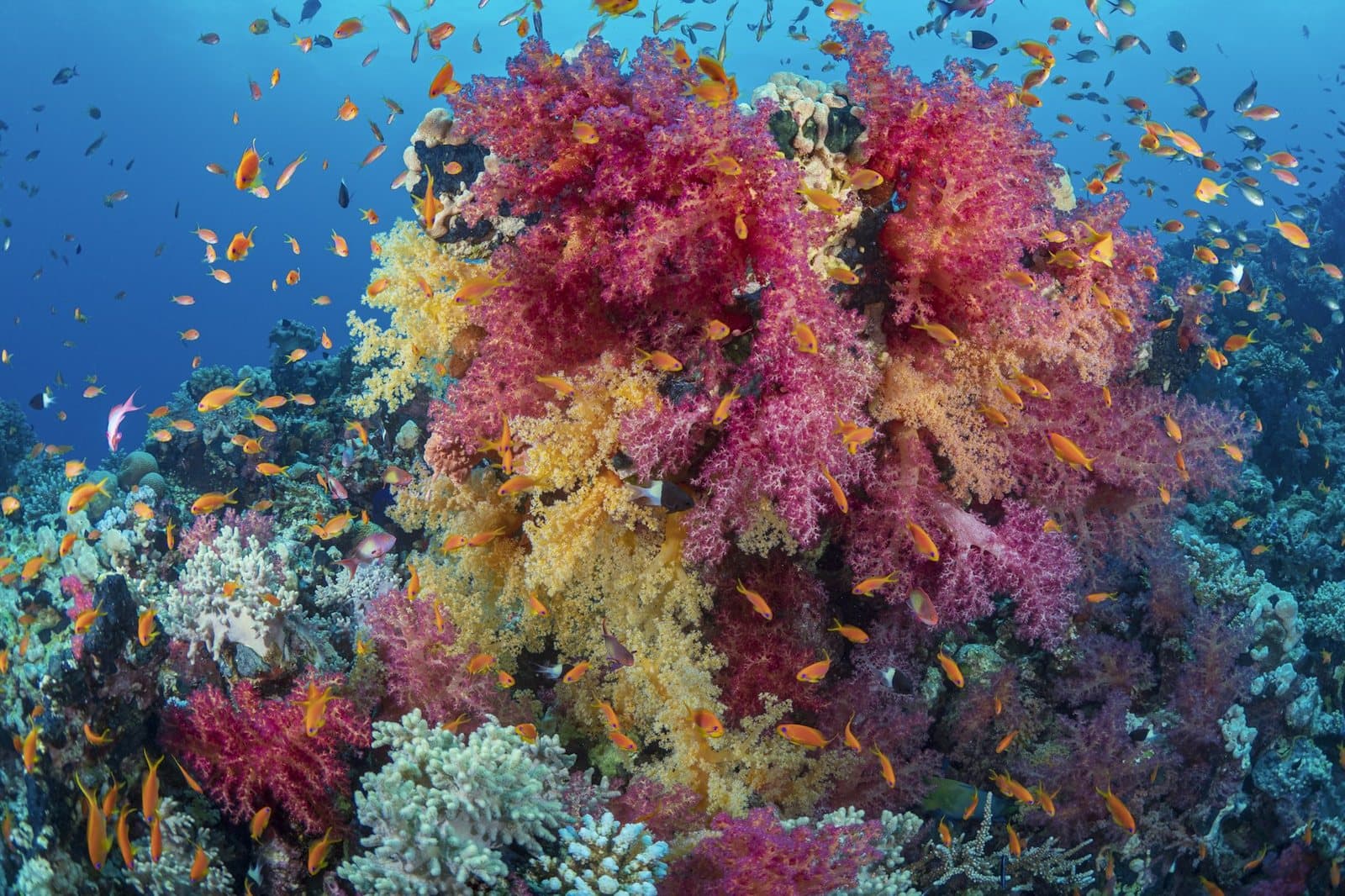 A dense soft coral outcrop crowded with small orange fish in clear water