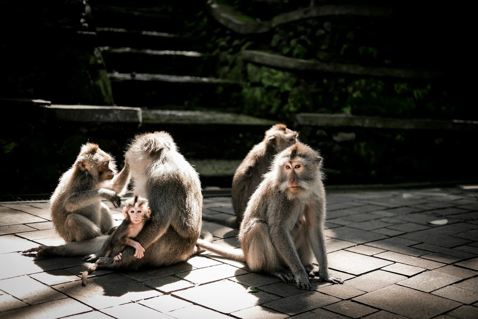 Long-tailed macaques grooming on the brick paving of the Ubud Monkey Forest in hard light
