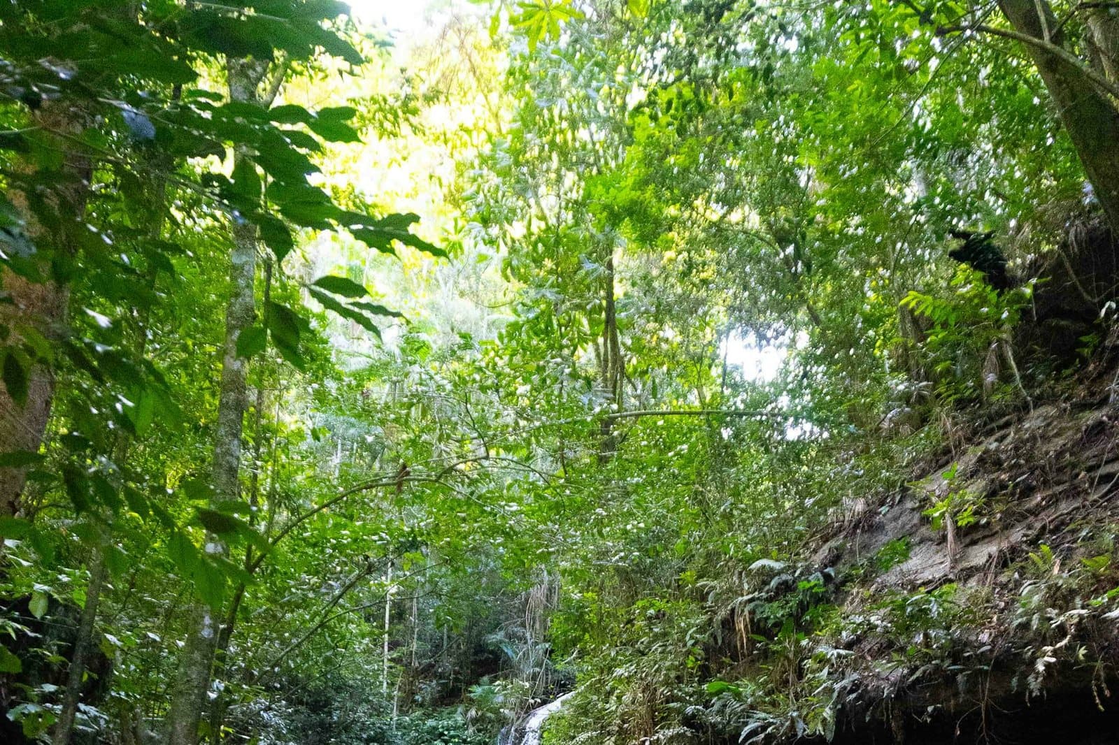 A footpath through dense jungle leading toward a waterfall