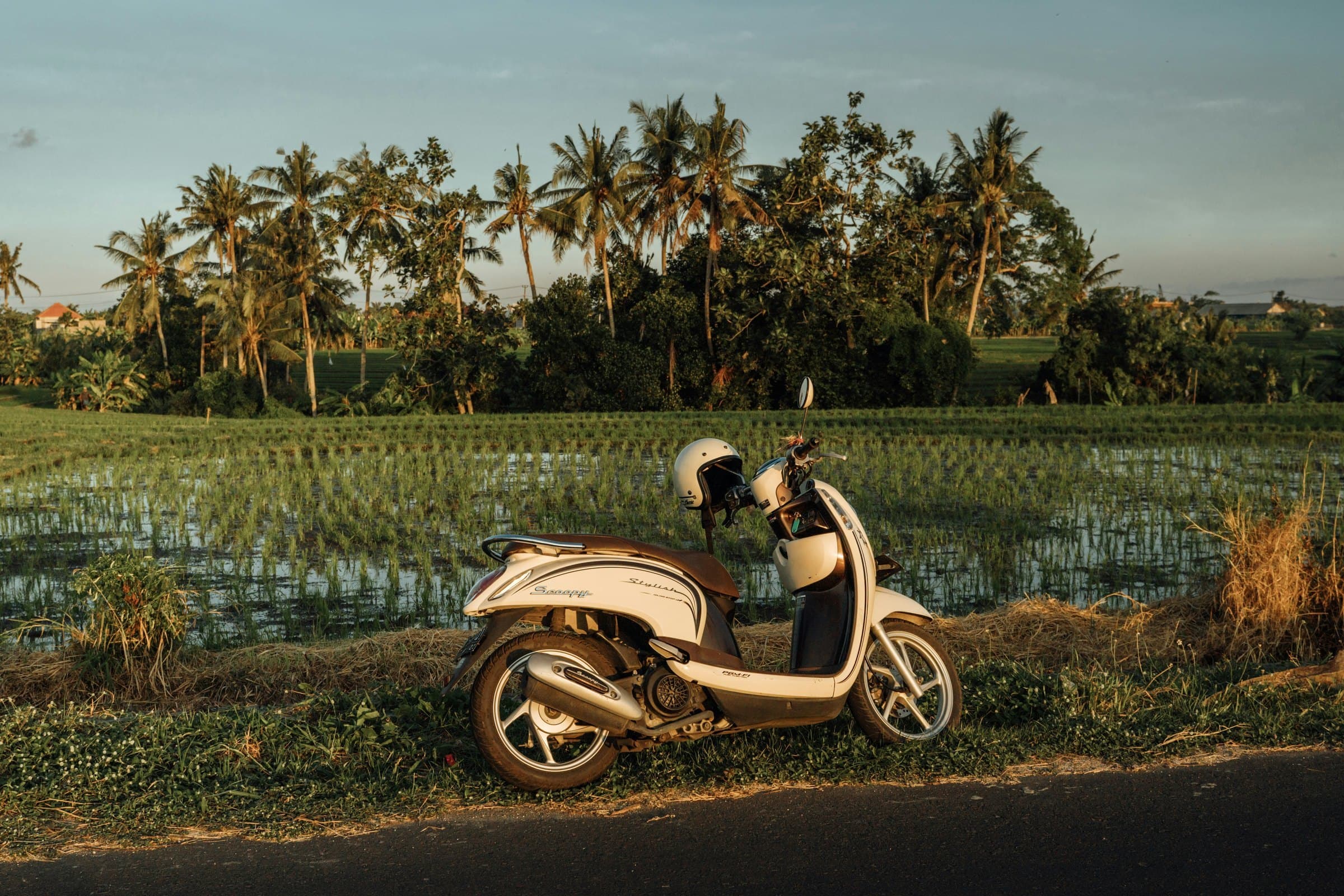 A cream Honda Scoopy parked on the verge beside a flooded rice paddy at golden hour, helmet resting on the handlebar, palms along the far edge