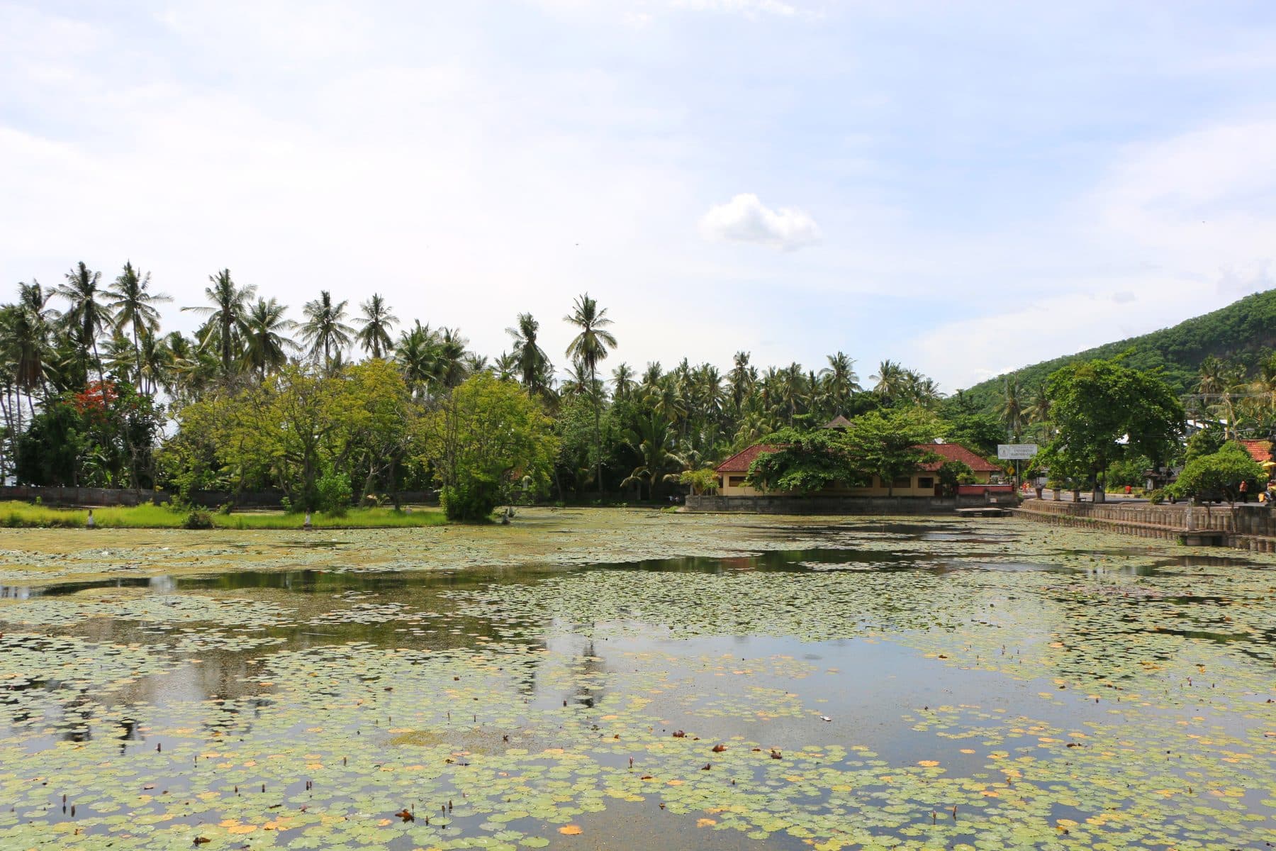 The lotus pond at Candidasa, its surface covered with lily pads below a line of palms and a green hillside