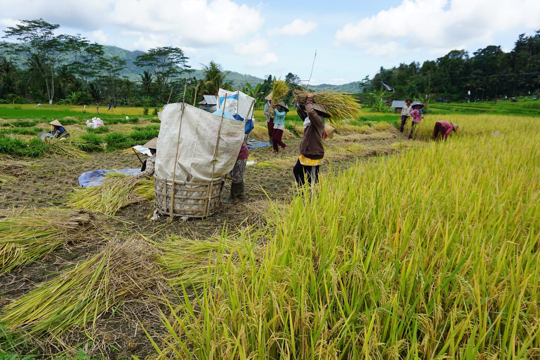 Rice being harvested in the fields at Sidemen, workers among the standing crop with the valley behind