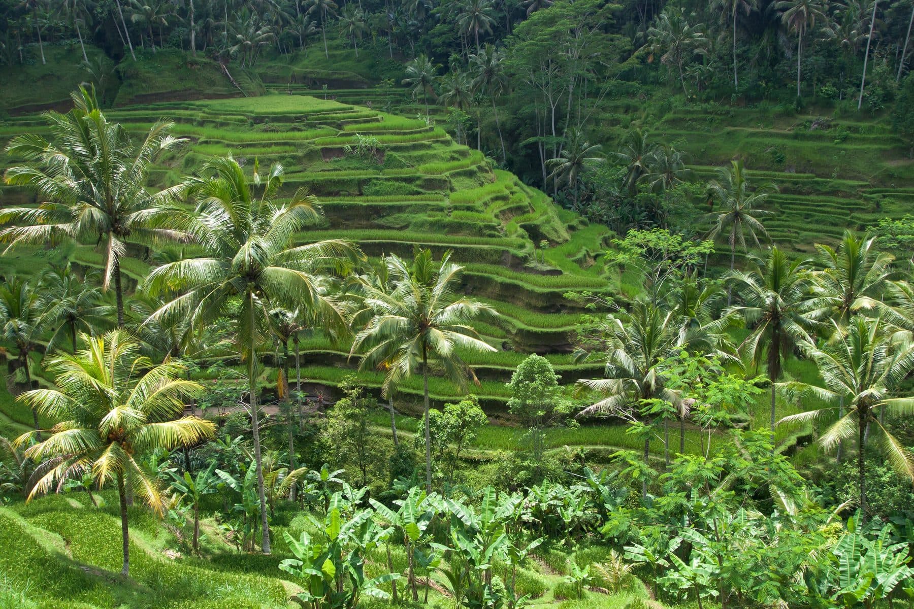 The Tegallalang rice terraces stepping down the valley side, palms rising between the flooded levels