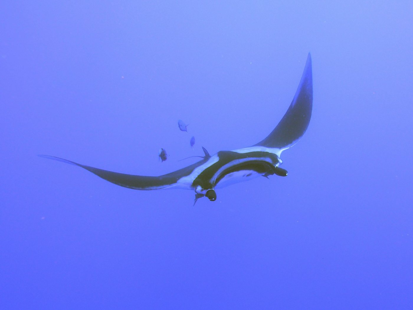 A reef manta banking mid-water, wings spread. Photograph by Swanson Chan on Unsplash. Illustration only.