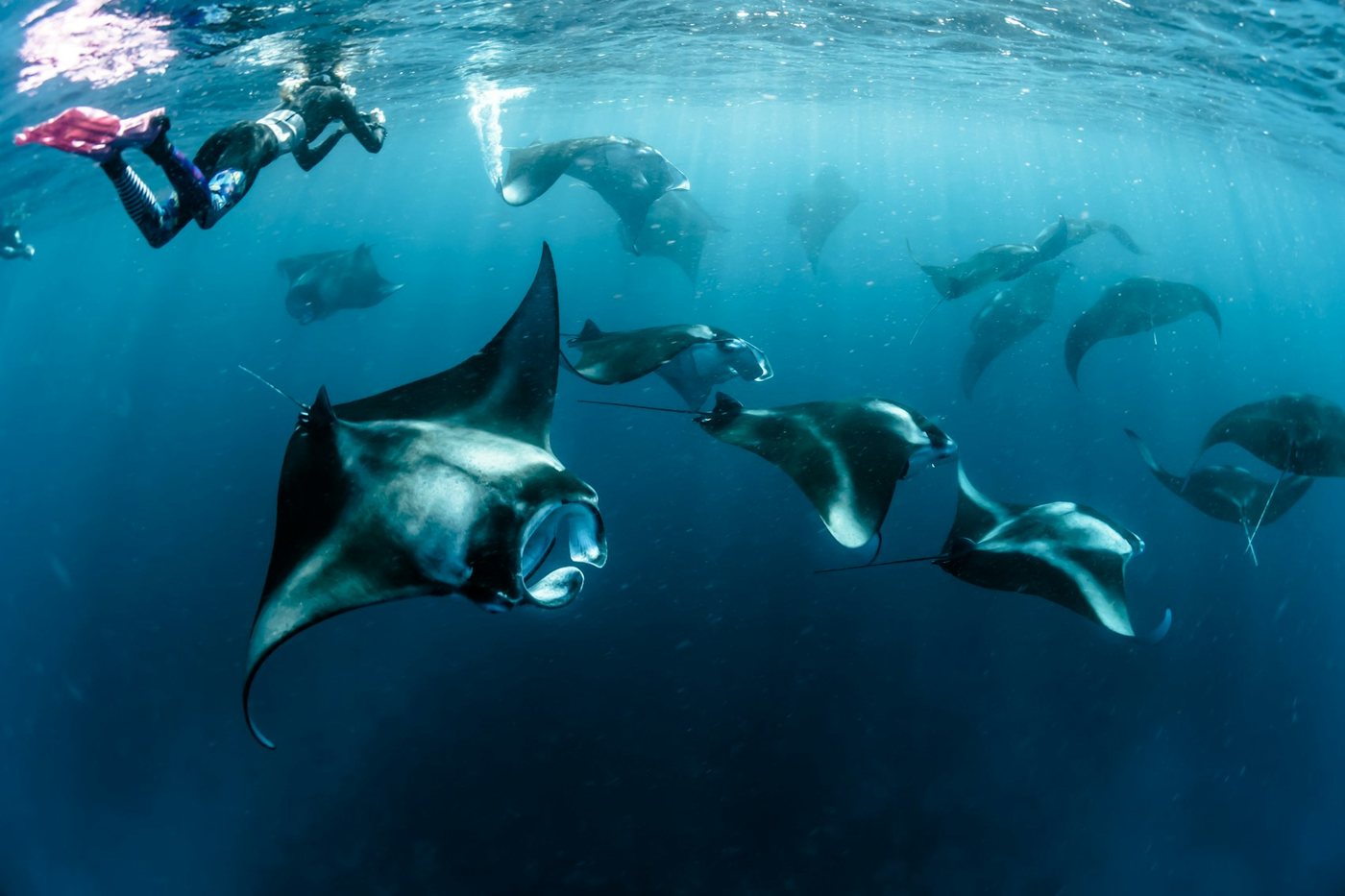 Snorkellers at the surface above a squadron of feeding mantas. Photograph by Sebastian Pena Lambarri on Unsplash. Illustration only.