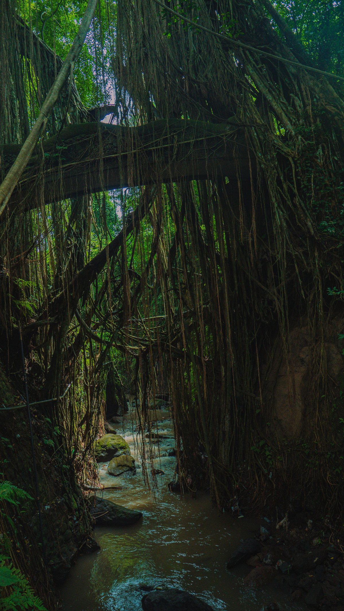A jungle river under hanging vines, the light barely reaching the water. Photograph by Hanna Lazar on Unsplash. Illustration only.
